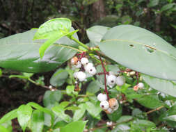 Image of Chiococca nitida Benth.