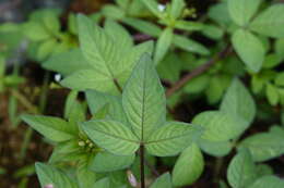 Image of fringed spiderflower