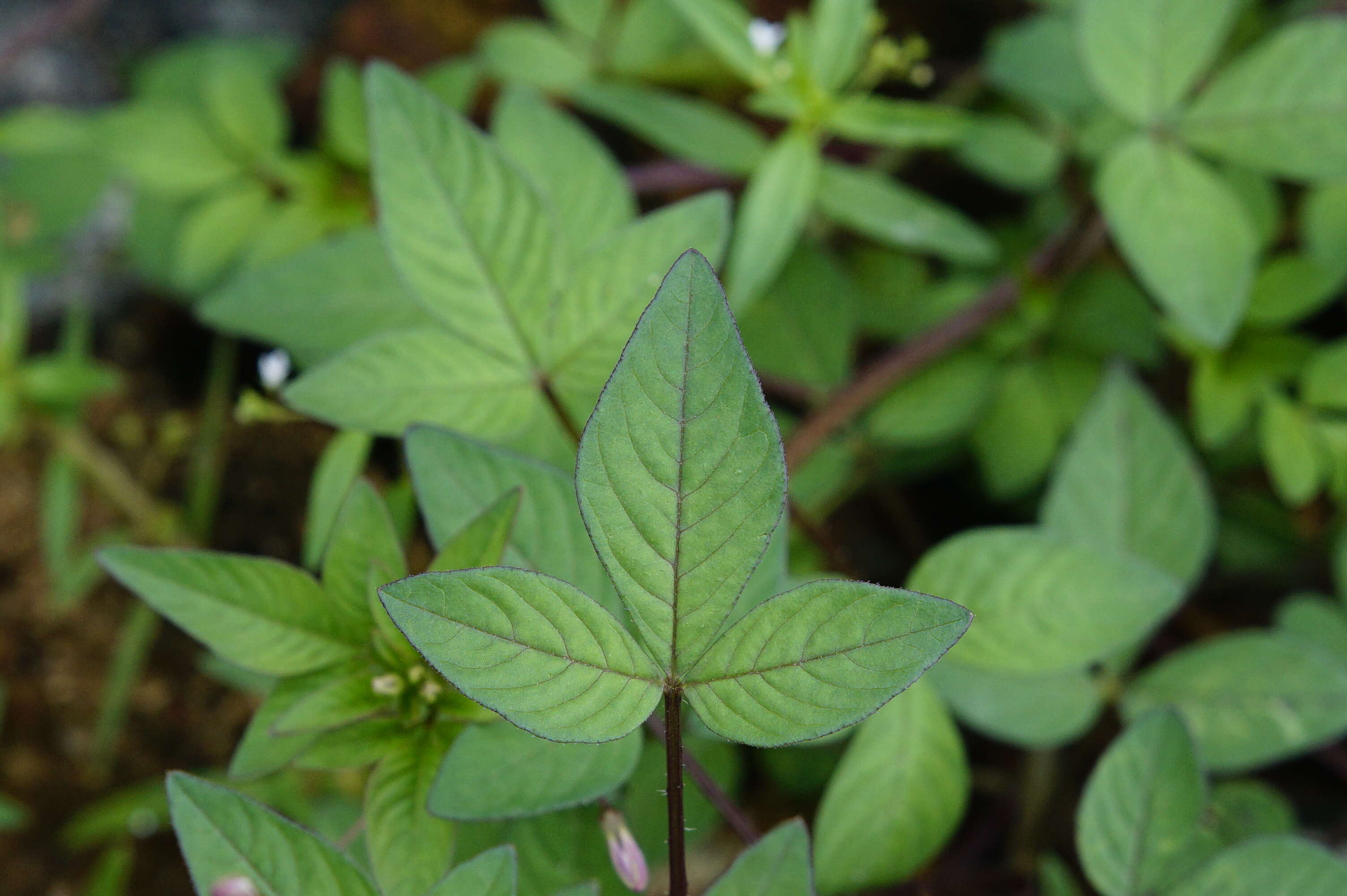 Image of fringed spiderflower