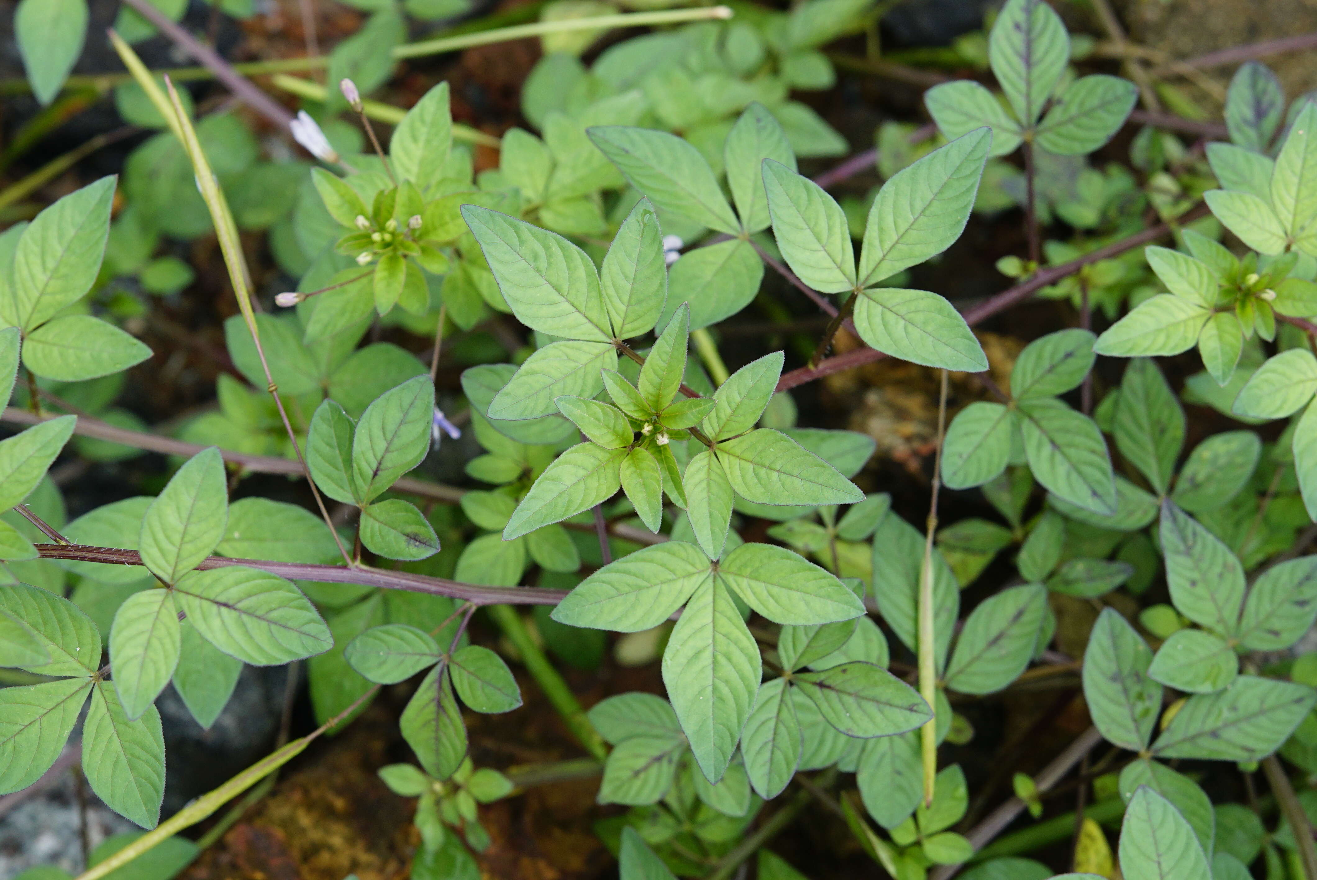 Image of fringed spiderflower