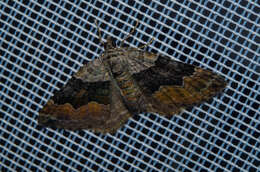 Image of large twin-spot carpet