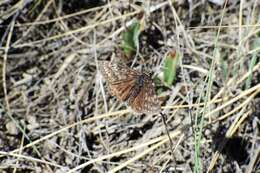 Erynnis afranius Lintner 1878的圖片