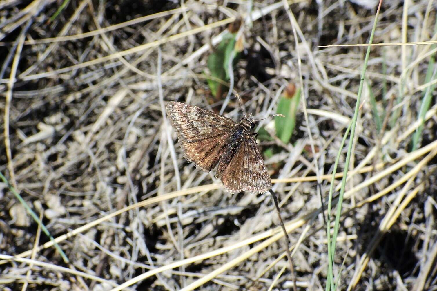 Image of Afranius Duskywing