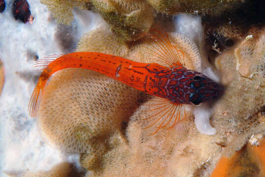 Image of Black-headed Blenny