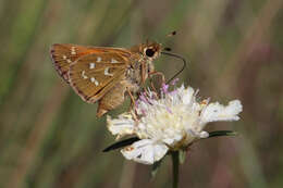 Image of Common Branded Skipper