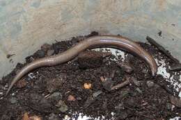 Image of Fine-spotted Mulch-skink