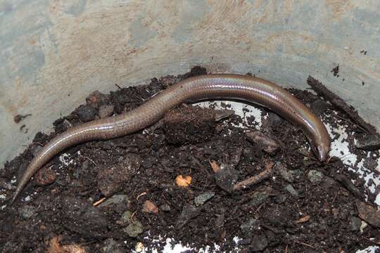 Image of Fine-spotted Mulch-skink