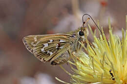 Image of Common Branded Skipper