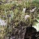 Image de Cladonia gracilis subsp. vulnerata Ahti