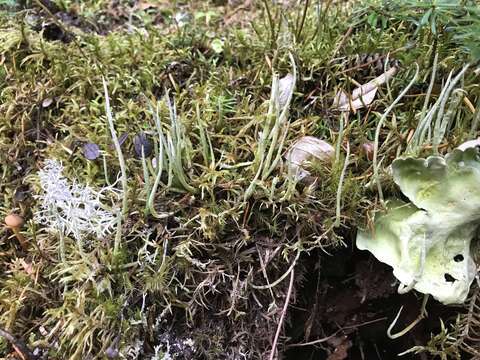 Image of Cladonia gracilis subsp. vulnerata Ahti