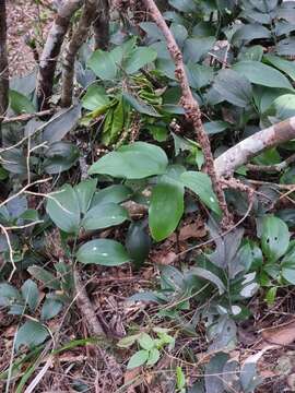 Imagem de Ruscus streptophyllus Yeo