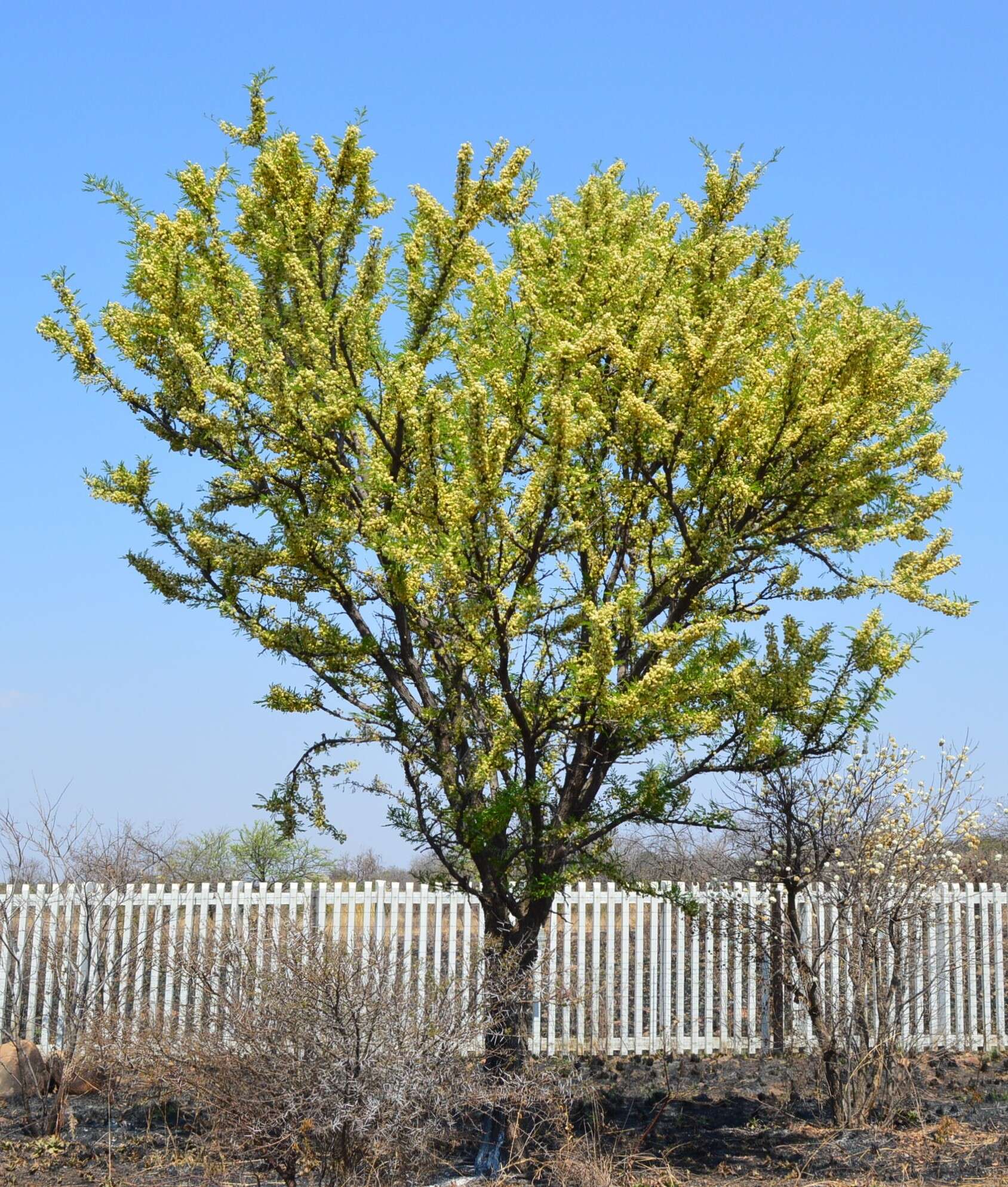 Imagem de Vachellia robusta (Burch.) Kyal. & Boatwr.