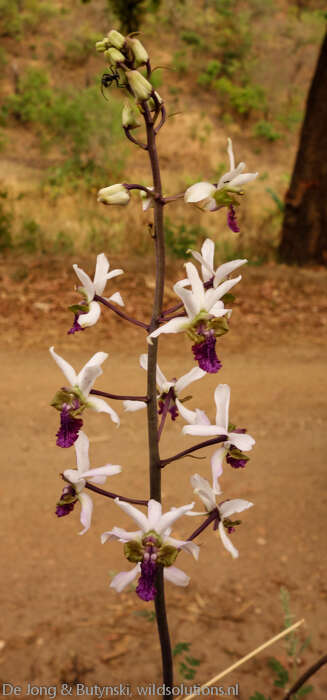 Image of Eulophia cristata (Afzel. ex Sw.) Steud.