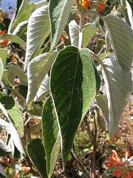 Image of Colquhounia coccinea Wall.