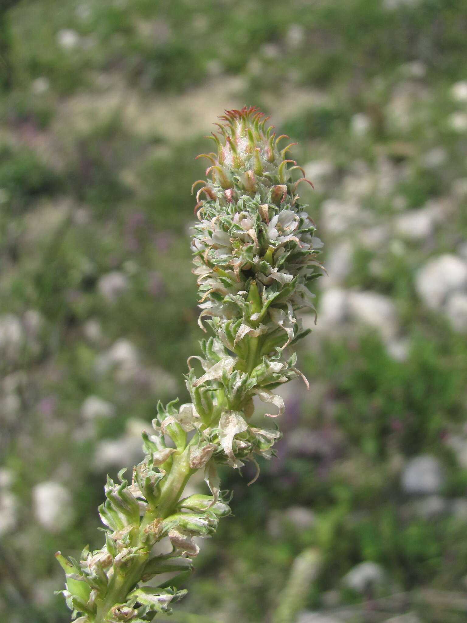 صورة Myricaria bracteata Royle