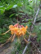 Imagem de Rhododendron austrinum (Small) Rehd.