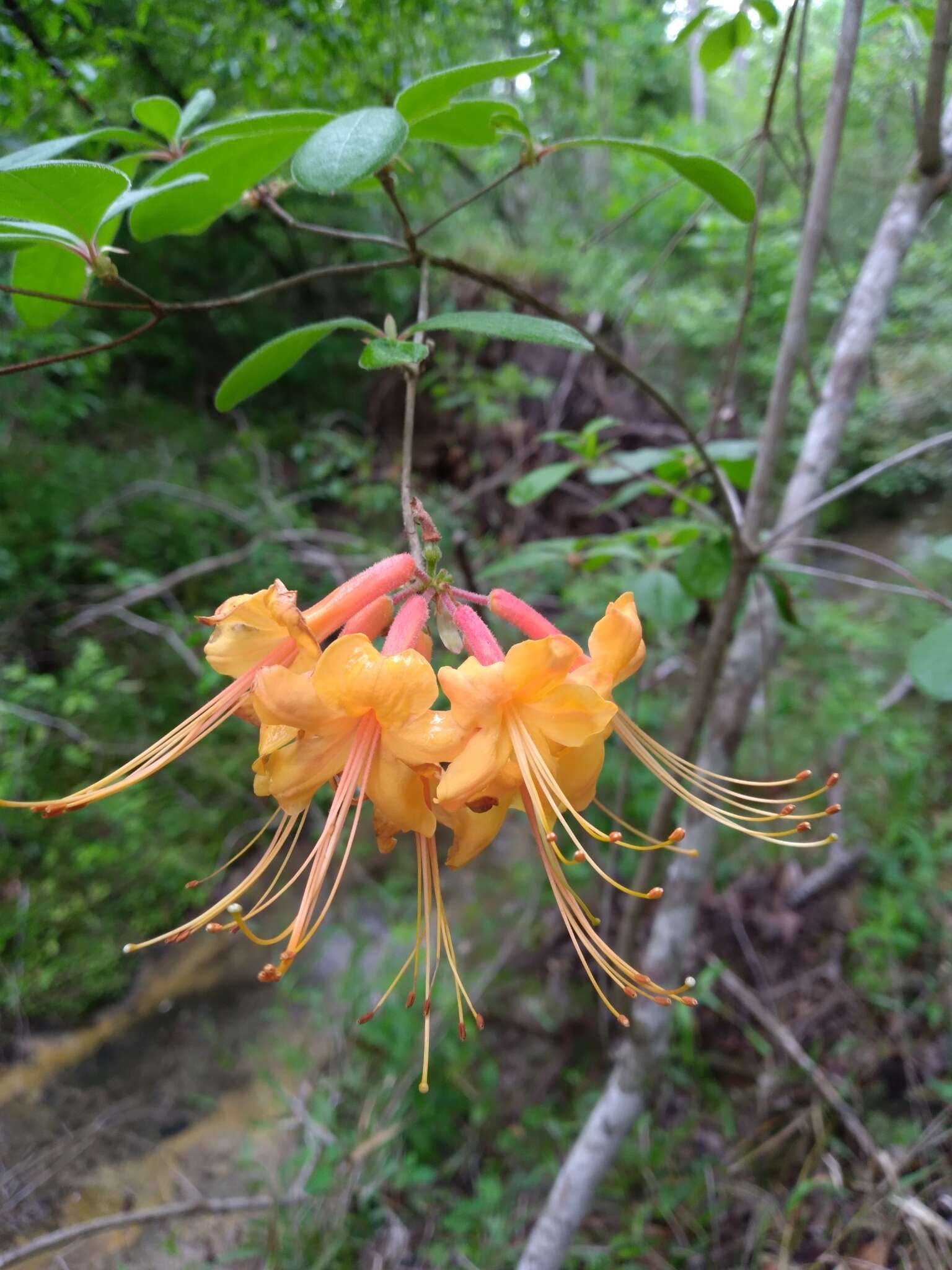 Image of orange azalea