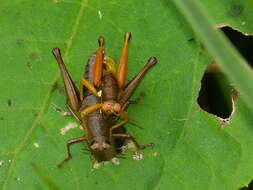 Image of Psiloscirtus apterus (Scudder & S. H. 1875)