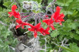 Image of Scarlet pelargonium