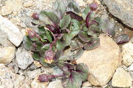 Image of Colorado ragwort