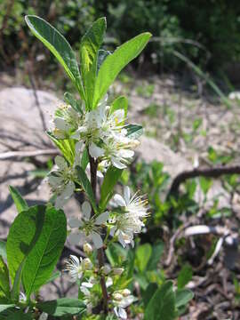 Image of <i>Prunus pumila</i> var. <i>depressa</i>