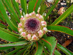 Image of Protea lorifolia (Salisb. ex Knight) Fourc.