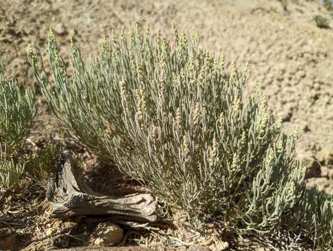 Plancia ëd Grayia brandegeei A. Gray