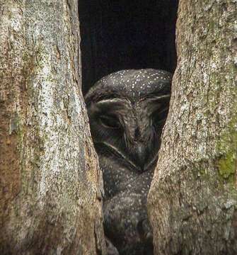 Image of Greater Sooty Owl