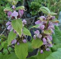 Imagem de Lamium album subsp. barbatum (Siebold & Zucc.) Mennema