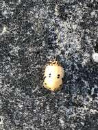 Image of Asian Spotted Tortoise Beetle