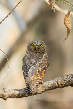 Image of Jungle Owlet