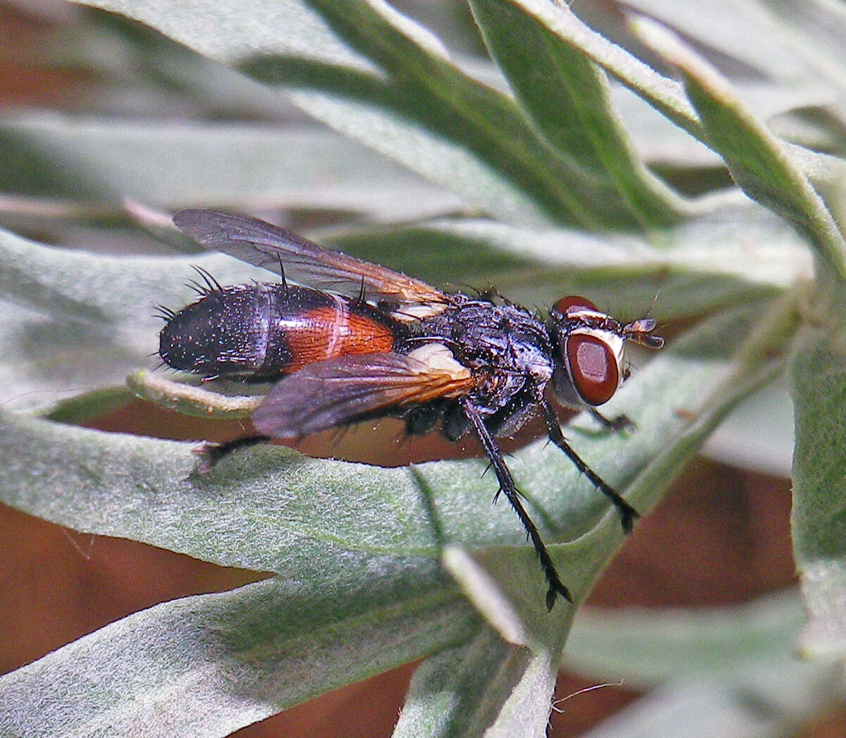 Image of Cylindromyia interrupta (Meigen 1824)