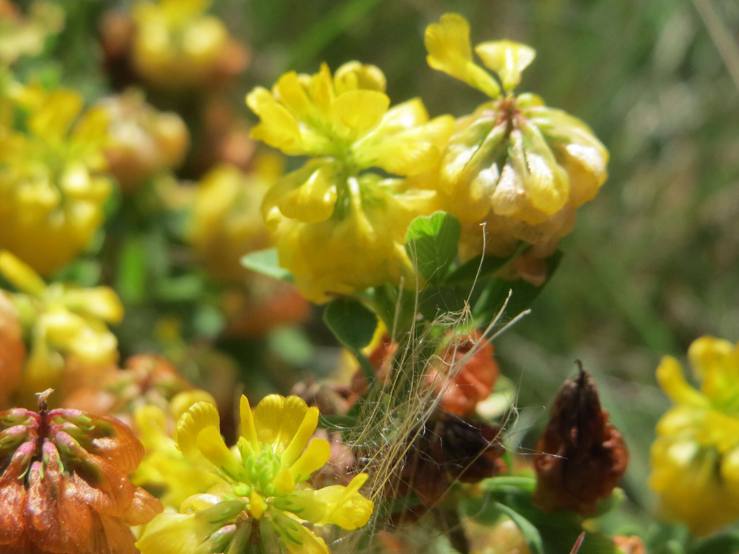 Image of field clover