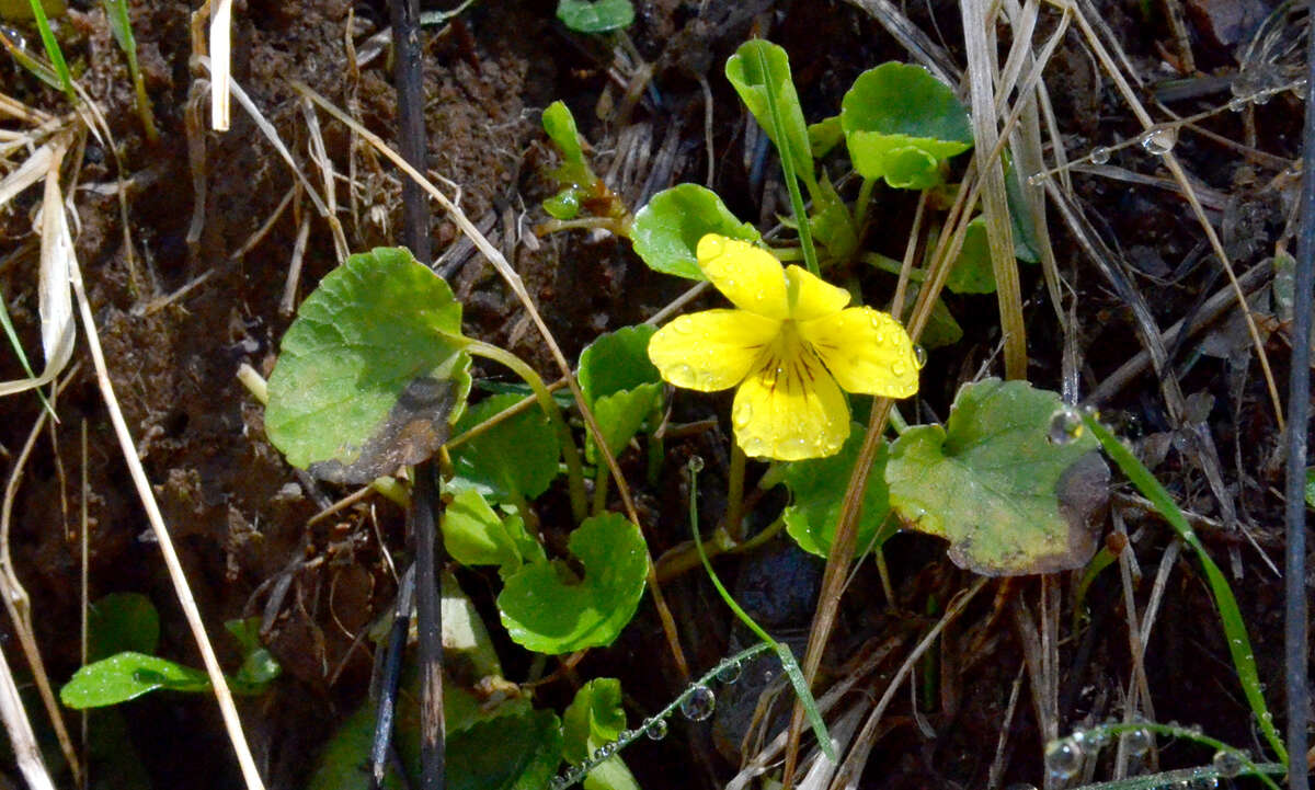 Image of Evergreen Violet