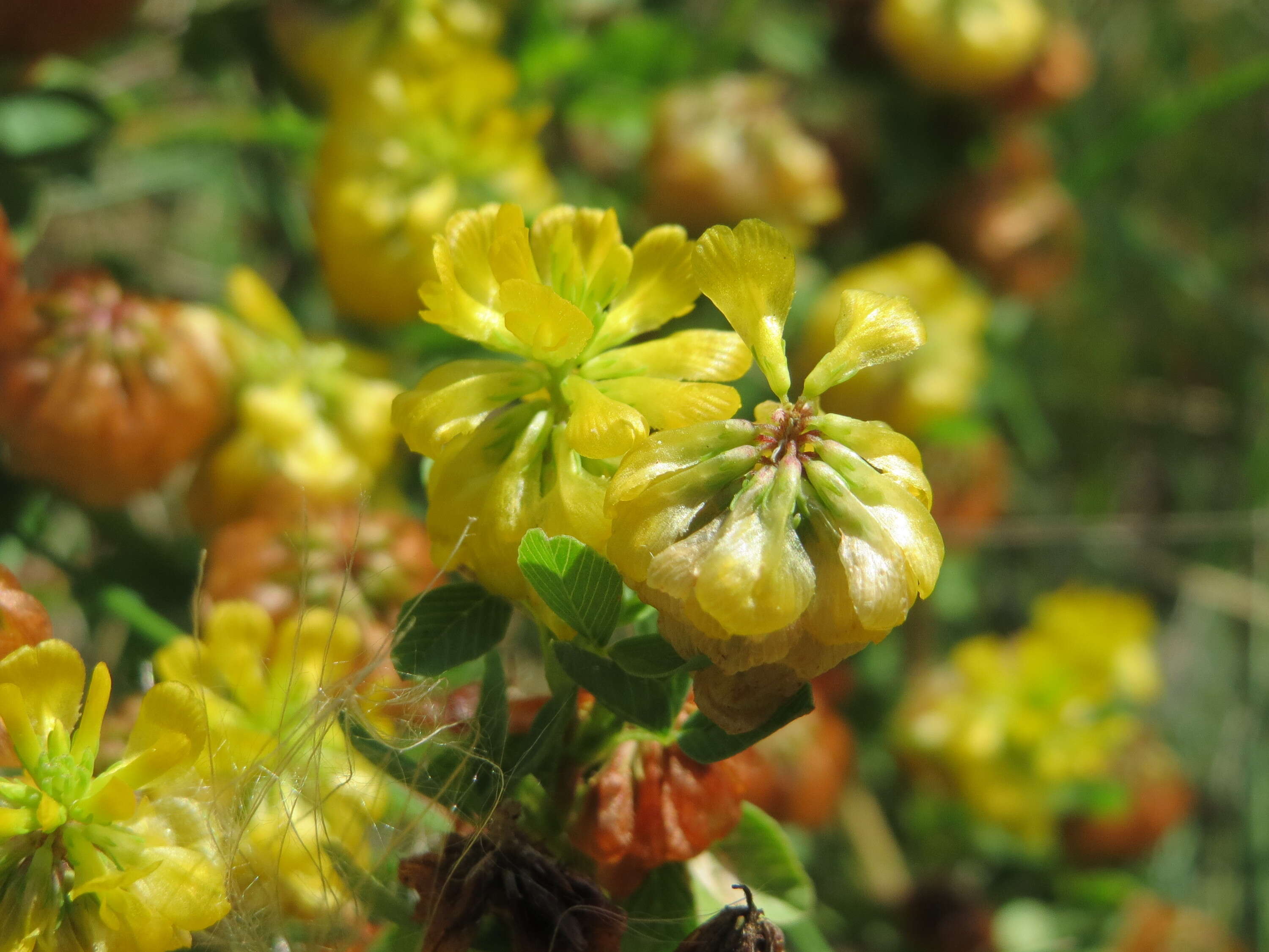 Image of field clover