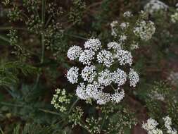 Image of poison hemlock