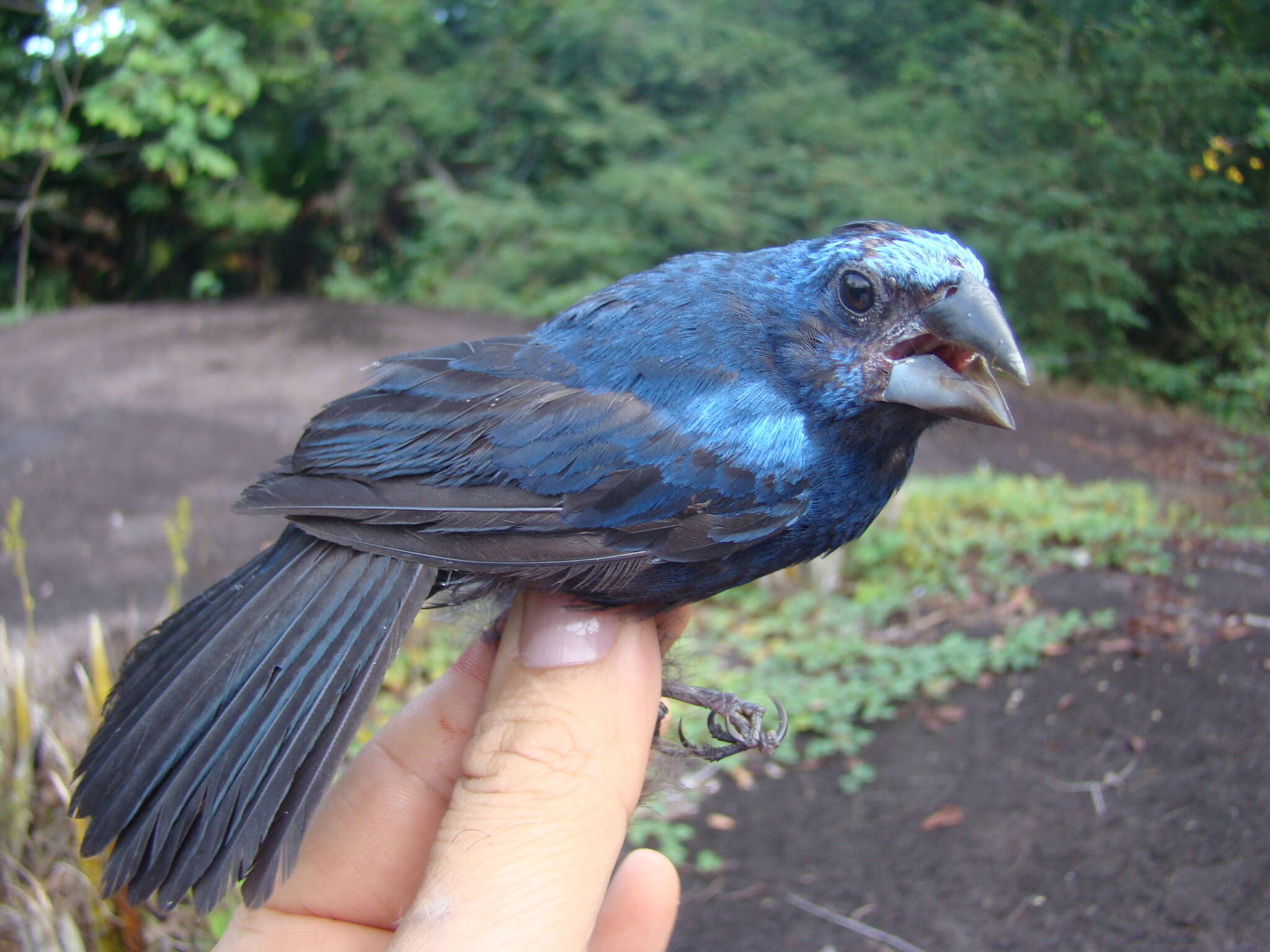 Image of Amazonian Grosbeak