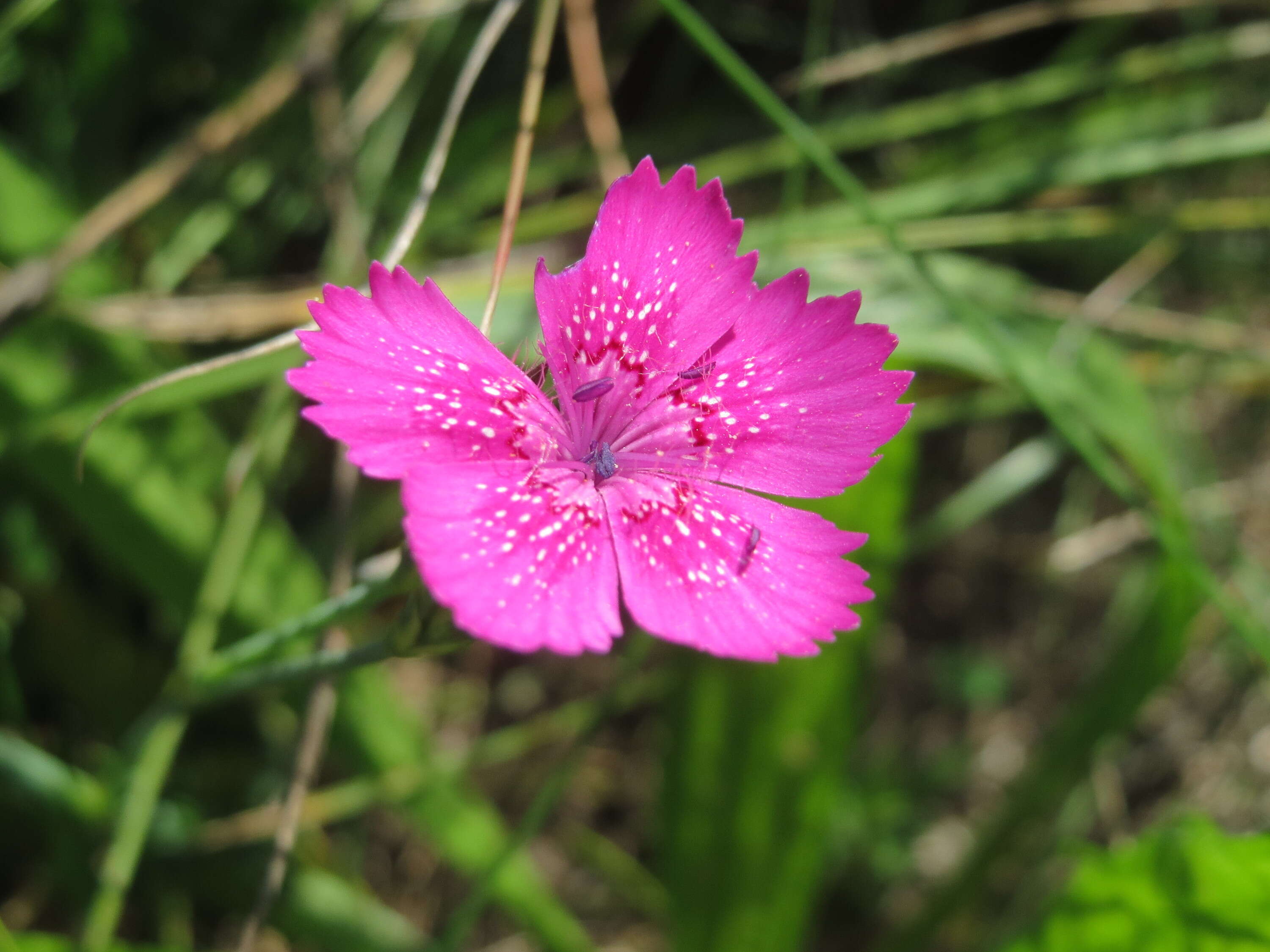 Image of maiden pink