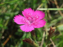 Image of maiden pink