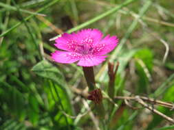 Image of maiden pink