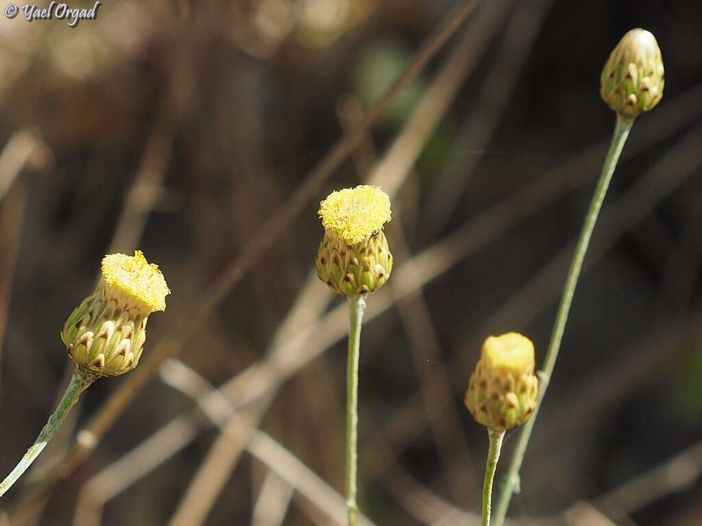 Image of Phagnalon rupestre (L.) DC.