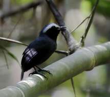 Image of White-browed Antbird