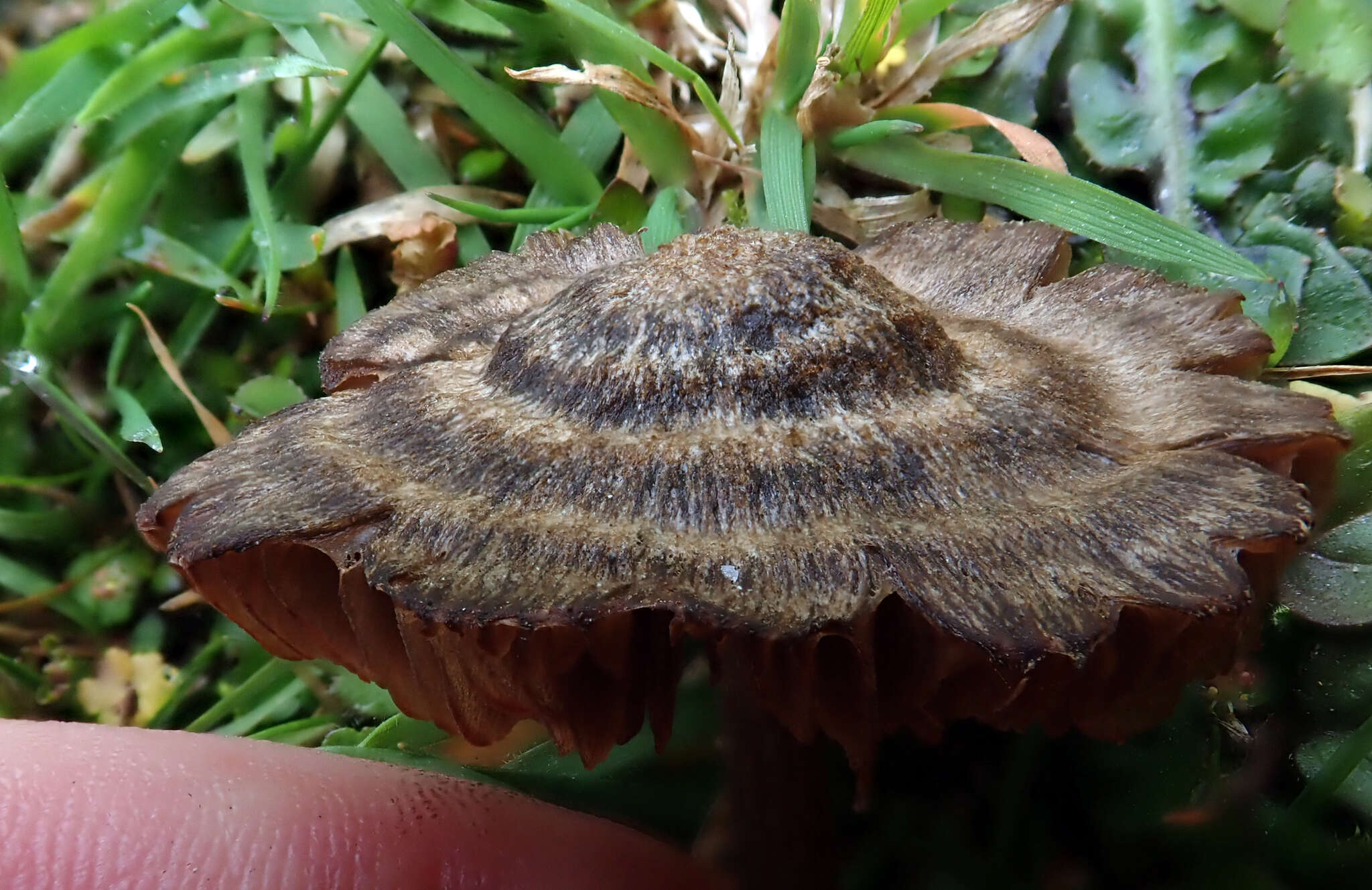 Image of Entoloma perzonatum E. Horak 1973