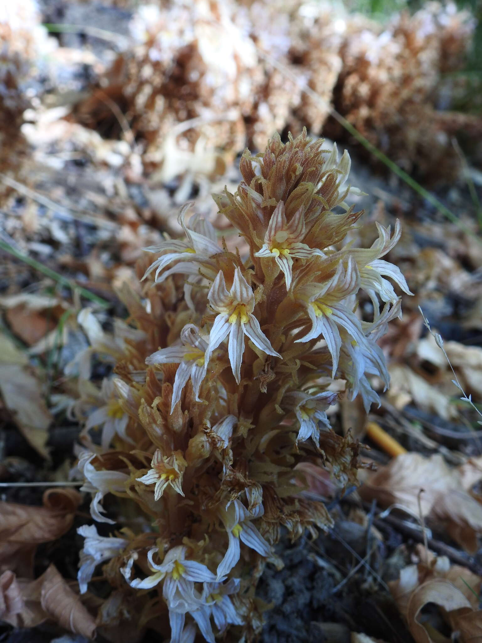 Image of hillside broomrape