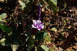 Imagem de Datura metel L.