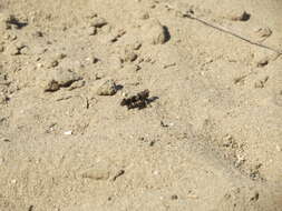 Image of blue-winged grasshopper