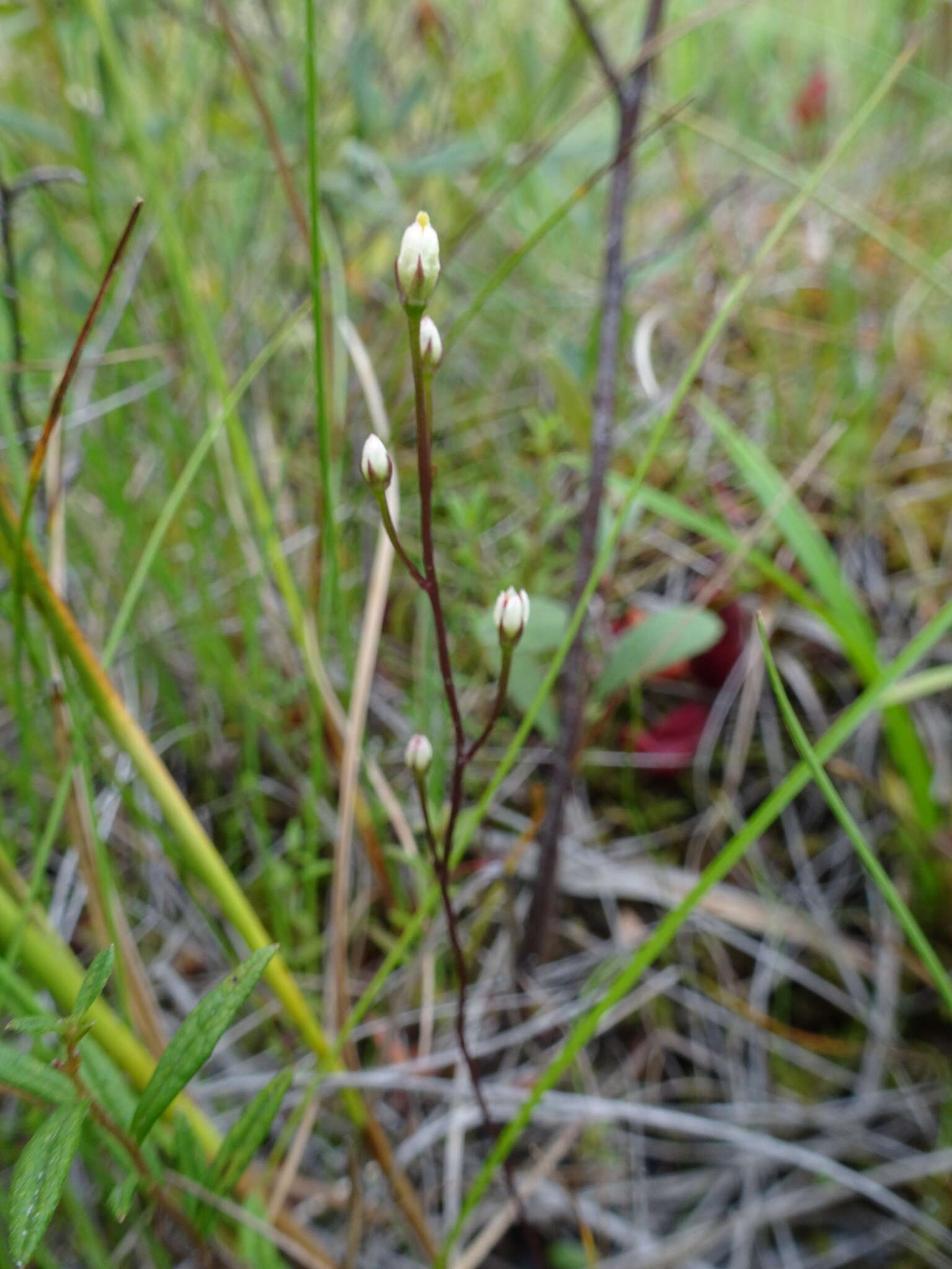 Image of twining screwstem