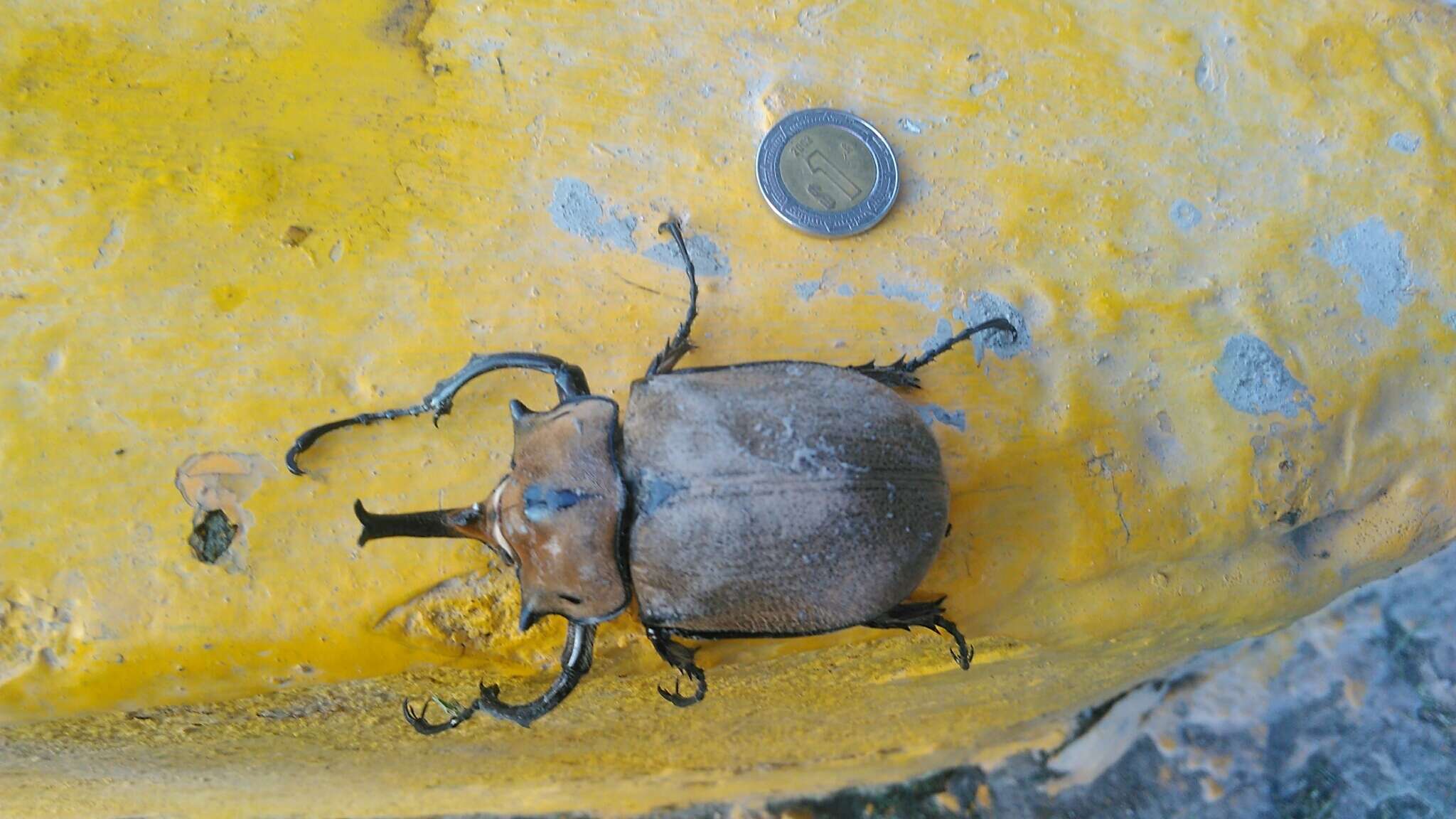 Megasoma occidentalis Bolivar, Pieltain, Jimenez-Asua & Martinez 1963 resmi