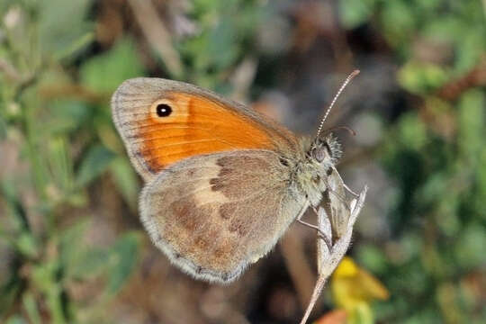 Image of small heath