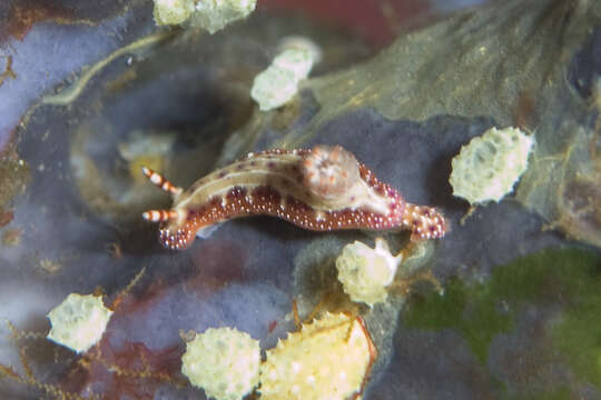 Image of Hypselodoris maculosa (Pease 1871)